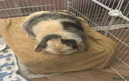 Mini Lop rabbits for sale: Female rabbit free to a good home  - Image 5
