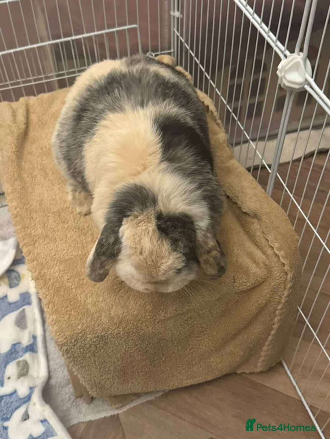 Mini Lop rabbits for sale: Female rabbit free to a good home  - Image 5