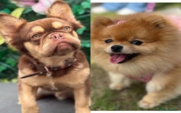Mixed Breed dogs for sale: NEW BREED! Pomeranian x FULL FLUFFY FRENCHIE  - Image 15
