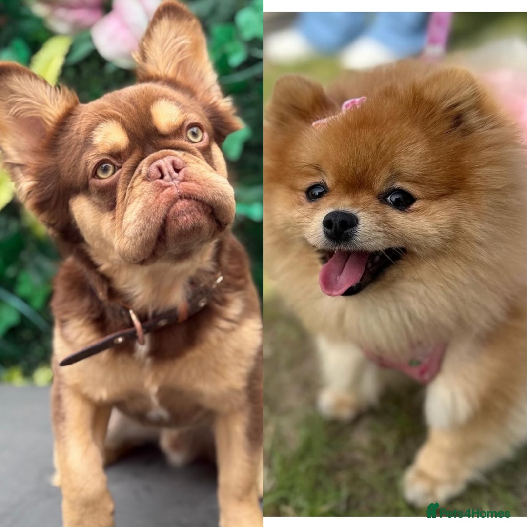 Mixed Breed dogs for sale: NEW BREED! Pomeranian x FULL FLUFFY FRENCHIE  - Image 15