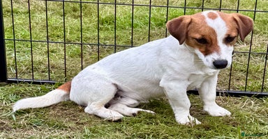 Jack Russell dogs - Advert 6