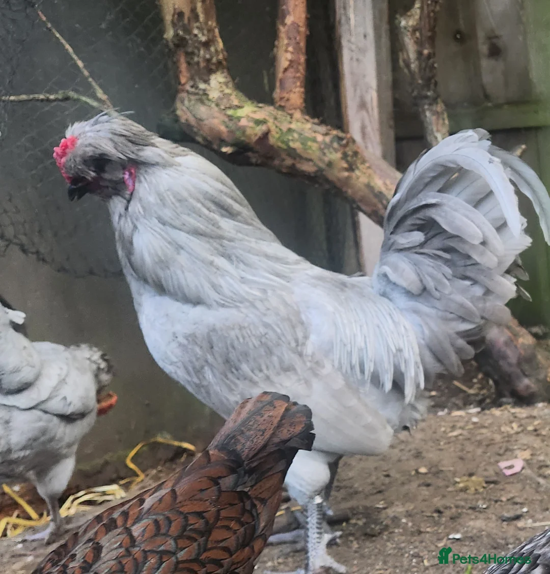Chickens poultry for sale: Purebreed Lavender Araucana cockerel in Ware - Advert 2