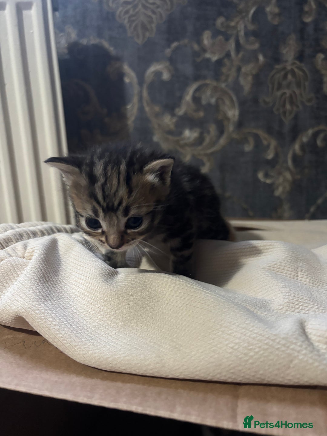 Mixed Breed cats for sale: Mixed kittens  - Advert 9