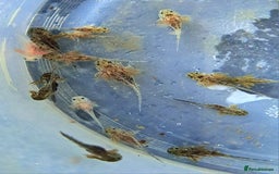 Axolotl reptiles for sale: Axolotls  - Image 4