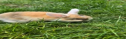 Mini Lop rabbits for sale: Jozsef - Advert 4