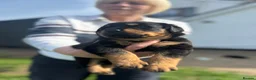Rottweiler dogs for sale: Stunning Chunky Rotweillers from fantastic parents - Advert 10