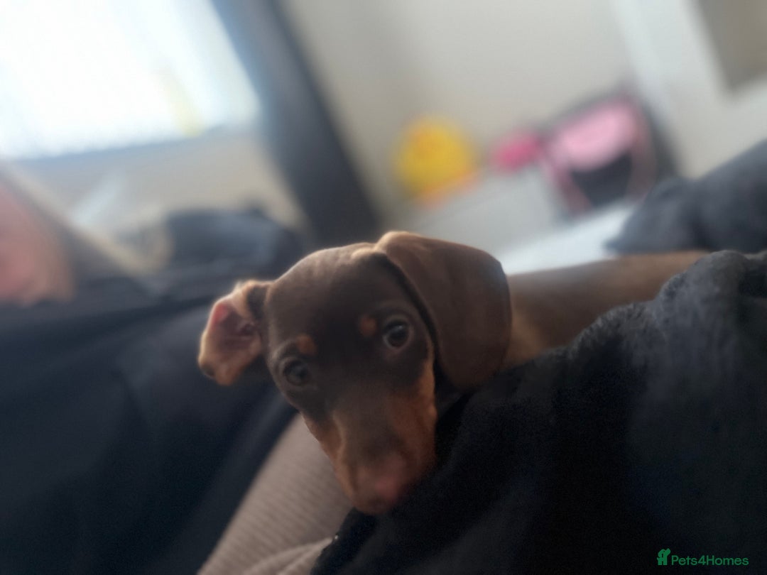 Dachshund dogs for sale: Miniature sausage dog - Image 2