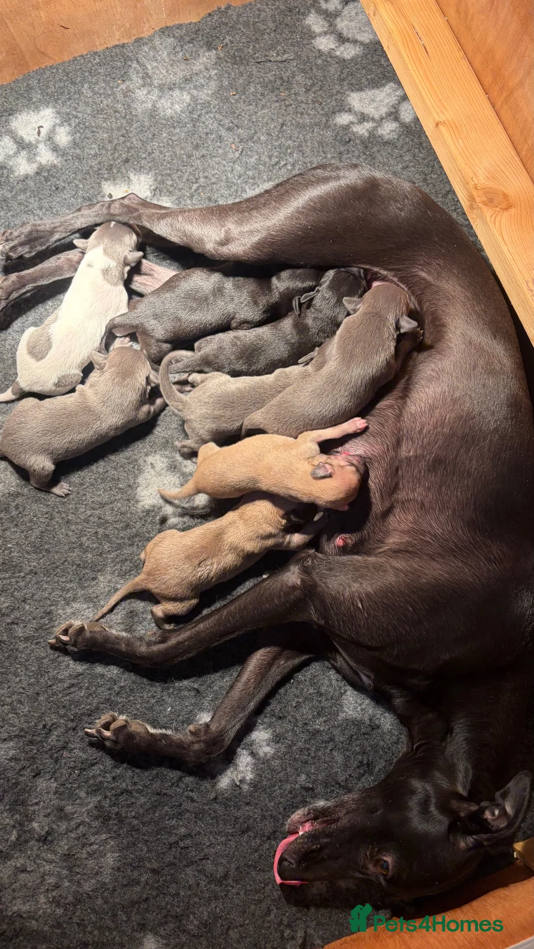 Whippet dogs for sale: Beautiful KC Whippet puppies  - Advert 19