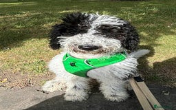 Labradoodle dogs for sale: Curly Coated Hypo-Allergenic Labradoodle Puppies   - Image 12