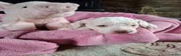 Cockapoo dogs for sale: Beautiful Cockapoo Puppies For Sale  in Leyland - Advert 13