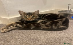 Bengal cats for sale: Urgent rehoming for bengal cat - Advert 2