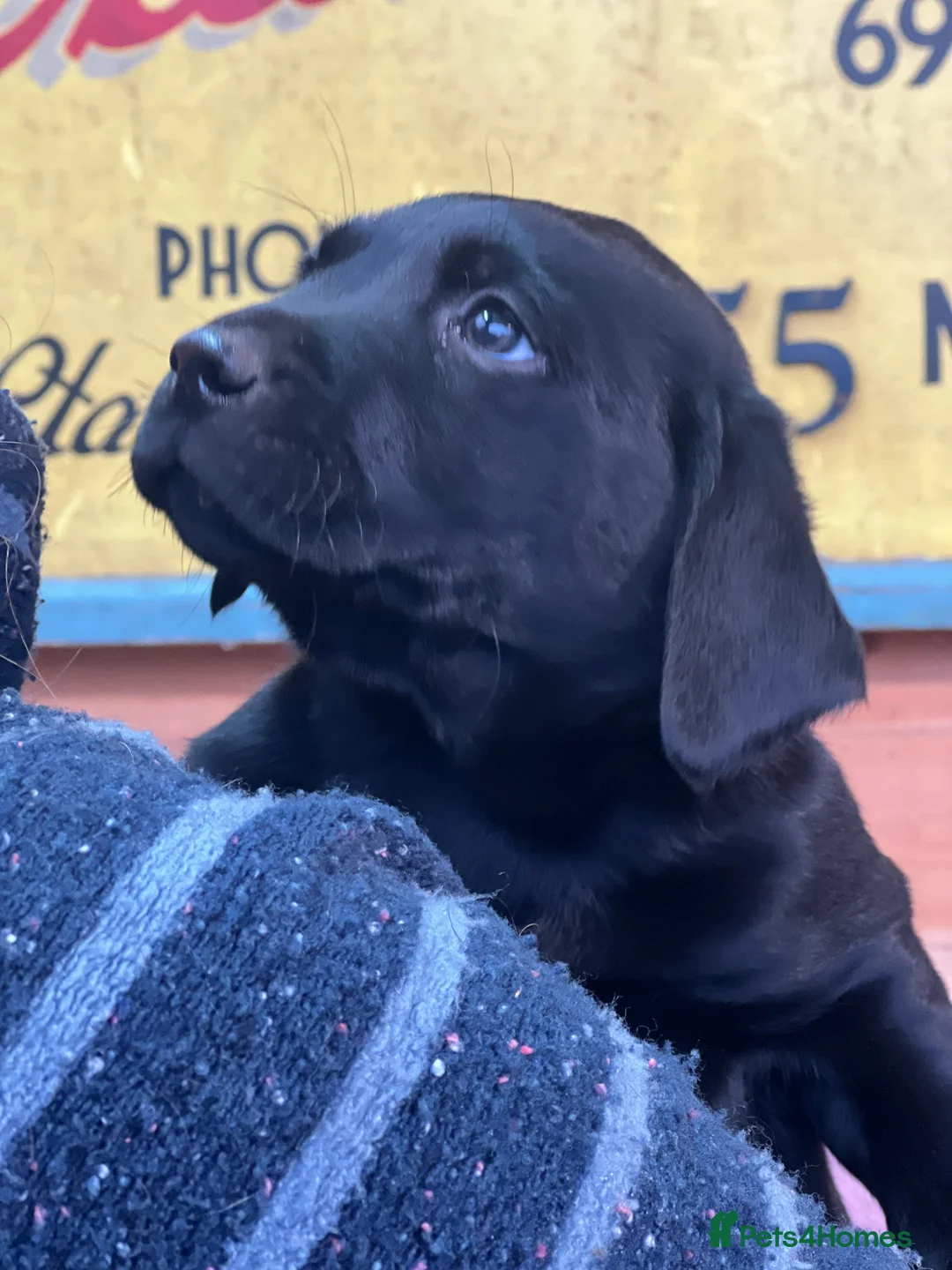 Labrador Retriever dogs for sale: KC Labrador Pups Chunky Traditional  Working - Advert 21