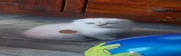 Scottish Fold cats for sale: Kitten 🐈🐈  - Advert 10