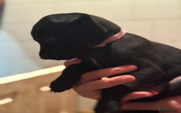 Belgian Shepherd Dog dogs for sale: Malinois Pups. Intentionally Bred as family dogs - Advert 11