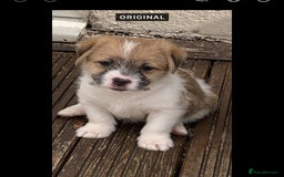 Mixed Breed dogs for sale: Shihtzu x jackrussell pups - Image 2