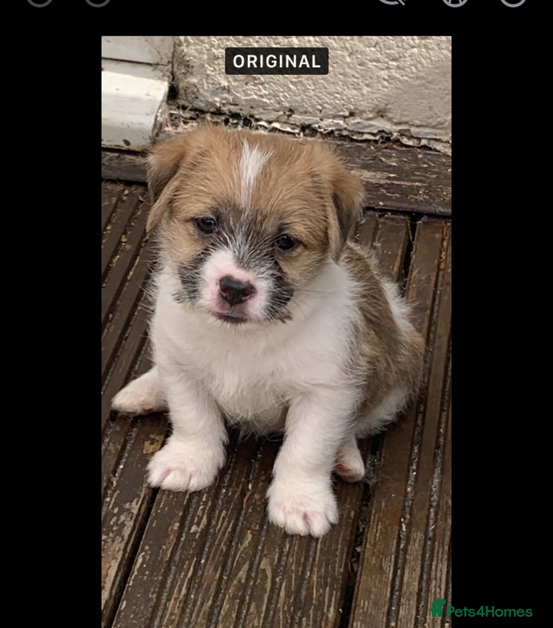 Mixed Breed dogs for sale: Shihtzu x jackrussell pups - Image 2