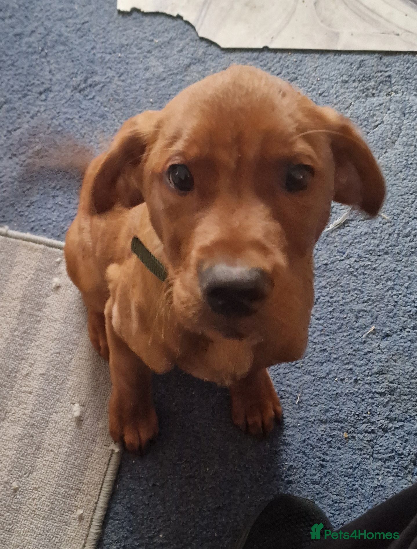 Labrador Retriever dogs brown  labrador 5 month old  - Advert 5