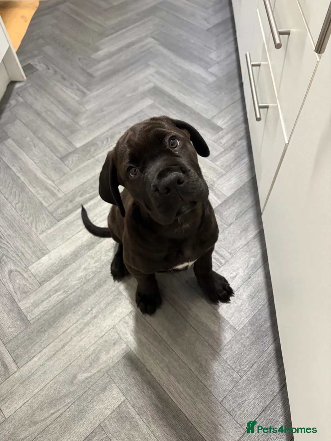 Mixed Breed dogs for sale: Cane corso Rottweiler puppy in Redcar - Advert 1