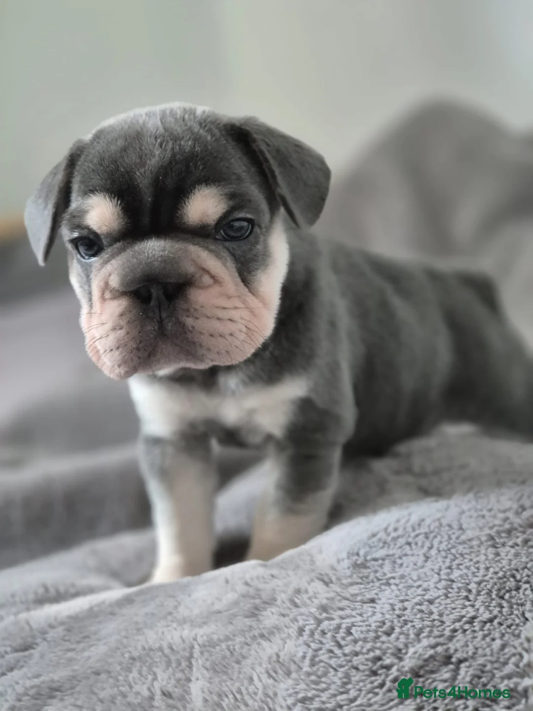 French Bulldog dogs for sale: French bulldogs  - Advert 5