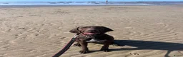 German Shorthaired Pointer dogs for sale: 9 month old German Shorthaired Pointer  - Advert 3