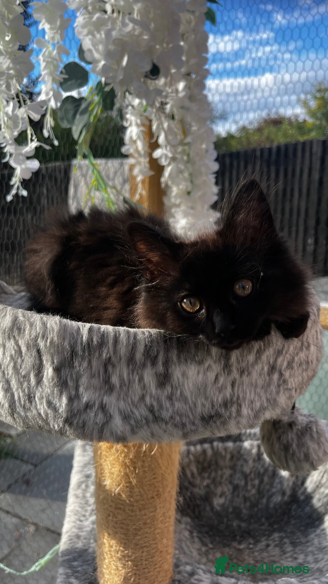 Ragcoon cats for sale: Beautiful ragcoon kittens - Image 27