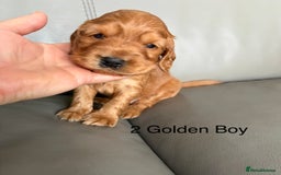 Cocker Spaniel dogs for sale: ***Outstanding KC Show cocker spaniels *** - Image 4