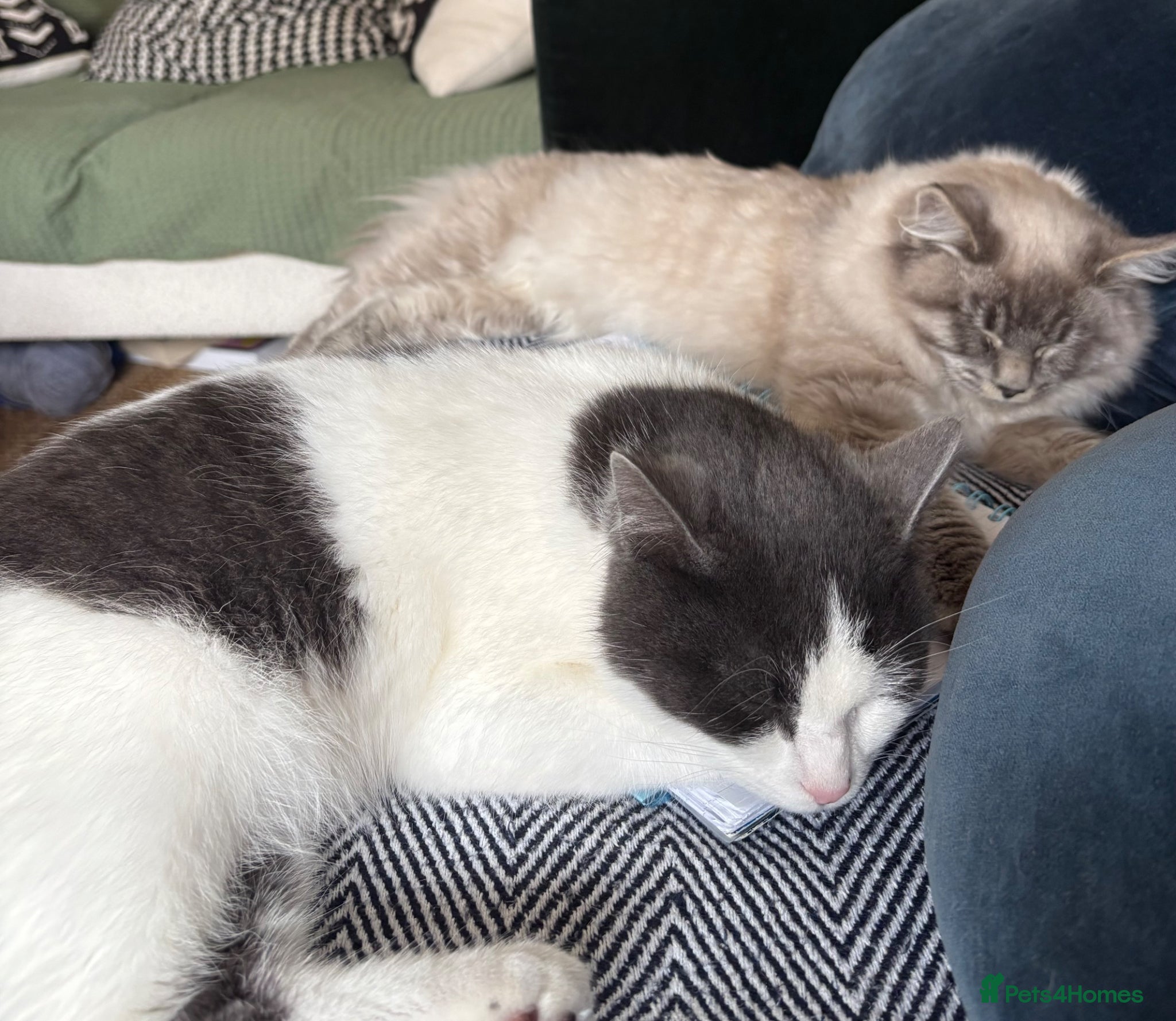 Mixed Breed cats Two bonded and affectionate 8 month old cats - Advert 1