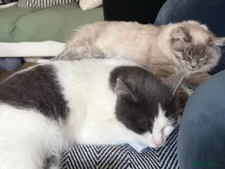 Mixed Breed cats Two bonded and affectionate 8 month old cats - Advert 1