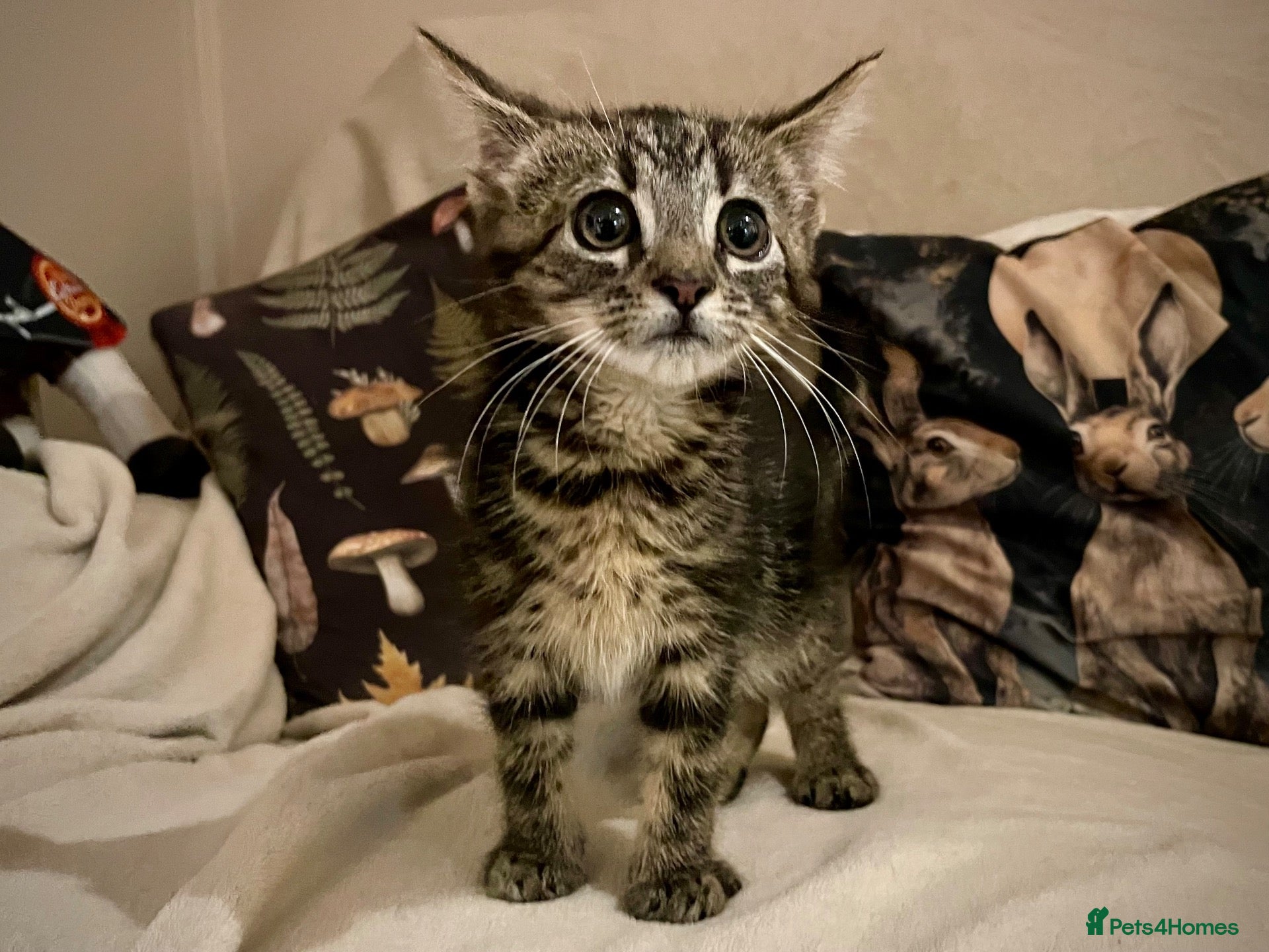 Domestic Shorthair cats Male tabby kitten - Advert 1