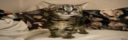 Domestic Shorthair cats for sale: Male tabby kitten - Advert 1