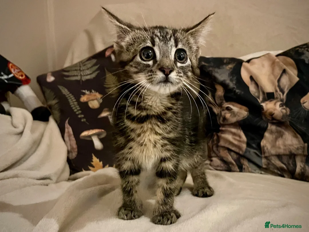 Domestic Shorthair cats for sale: Male tabby kitten - Advert 1