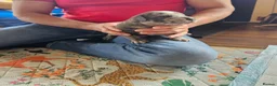 Mixed Breed dogs for sale: Cane Corso x Performance Mastiff   - Advert 16