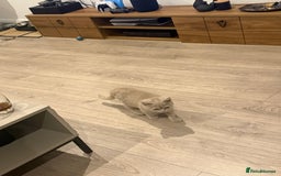 British Shorthair cats for sale: Beautiful British ShortHair Rare Fawn - Advert 17