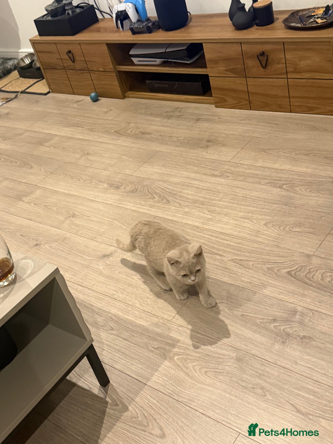 British Shorthair cats for sale: Beautiful British ShortHair Rare Fawn - Advert 17