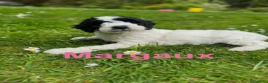 Sproodle Puppy 1