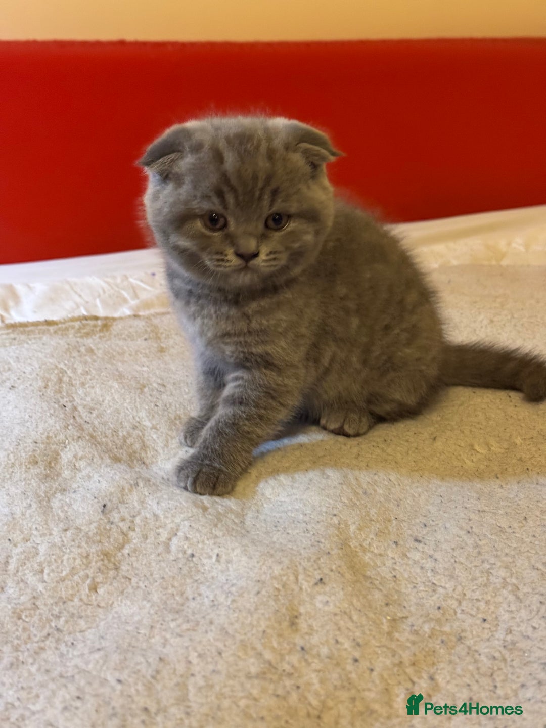 Brazilian Shorthair cats for sale: Female British fold - Advert 2