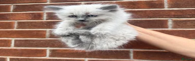 Ragdoll 1