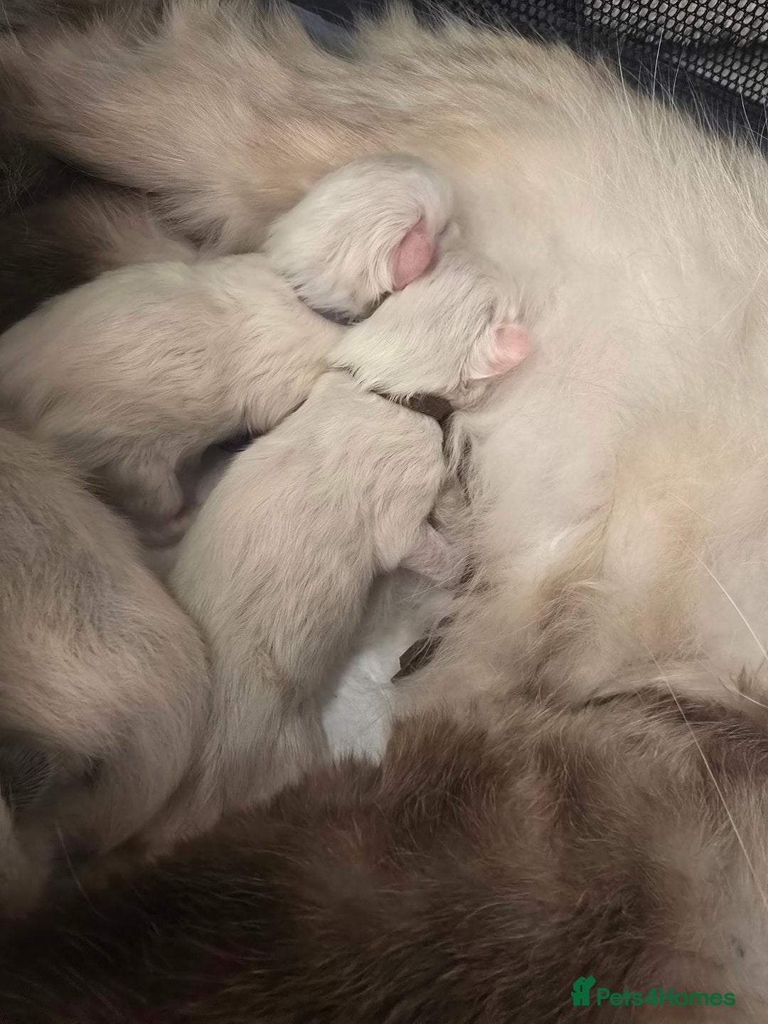 Ragdoll cats for sale: Precious GCOF Registered Ragdoll Kittens - 3 Boys - Advert 8