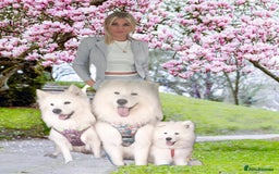 Samoyed dogs for sale: pending litter. we accept a reservation now  - Image 2
