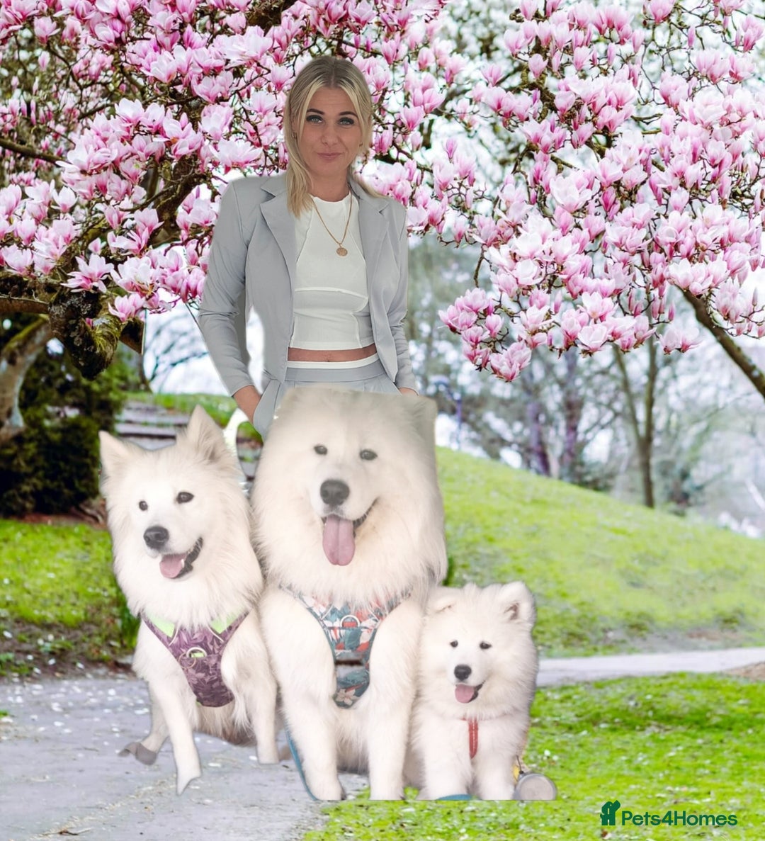 Samoyed dogs for sale: pending litter. we accept a reservation now  - Image 2