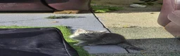 Mixed Breed cats for sale: Beautiful Grey Tabby Kitten  in Preston - Advert 2