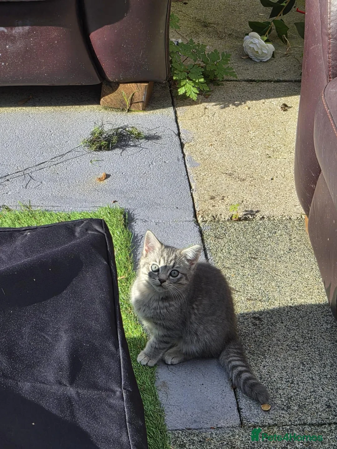 Mixed Breed cats for sale: Beautiful Grey Tabby Kitten  in Preston - Advert 2