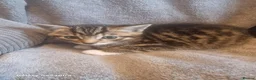 British Shorthair cats for sale: Beautiful Tabby and grey Tabby kittens  - Advert 3