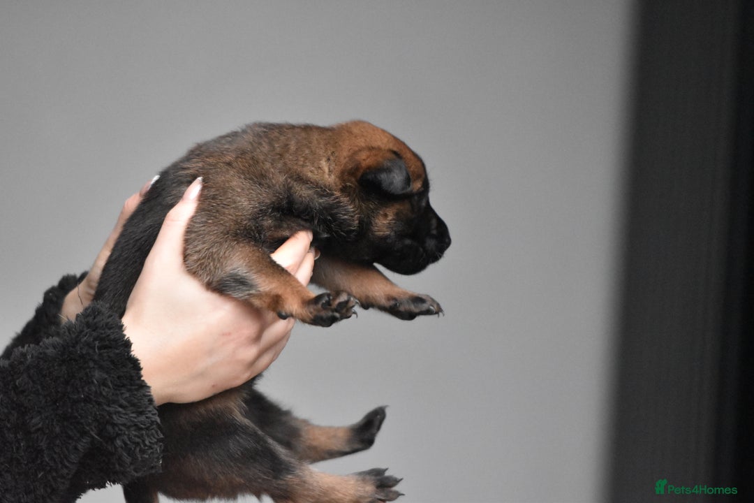 Belgian Shepherd Dog dogs for sale: Exclusive bloodlines  - Advert 19