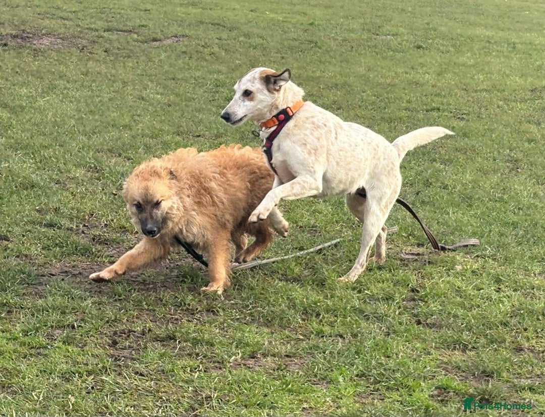 Mixed Breed dogs for adoption: Trinity - Norwich Norfolk  - Advert 13