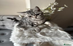 British Shorthair cats for sale: SILVER TABBIES - Registered & Full Pedigree - Image 18