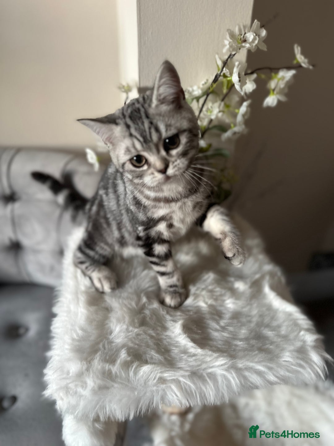 British Shorthair cats for sale: SILVER TABBIES - Registered & Full Pedigree - Image 18