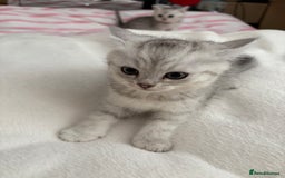 Persian cats for sale: Silver tipped chinchilla Persian/British shorthair - Image 3