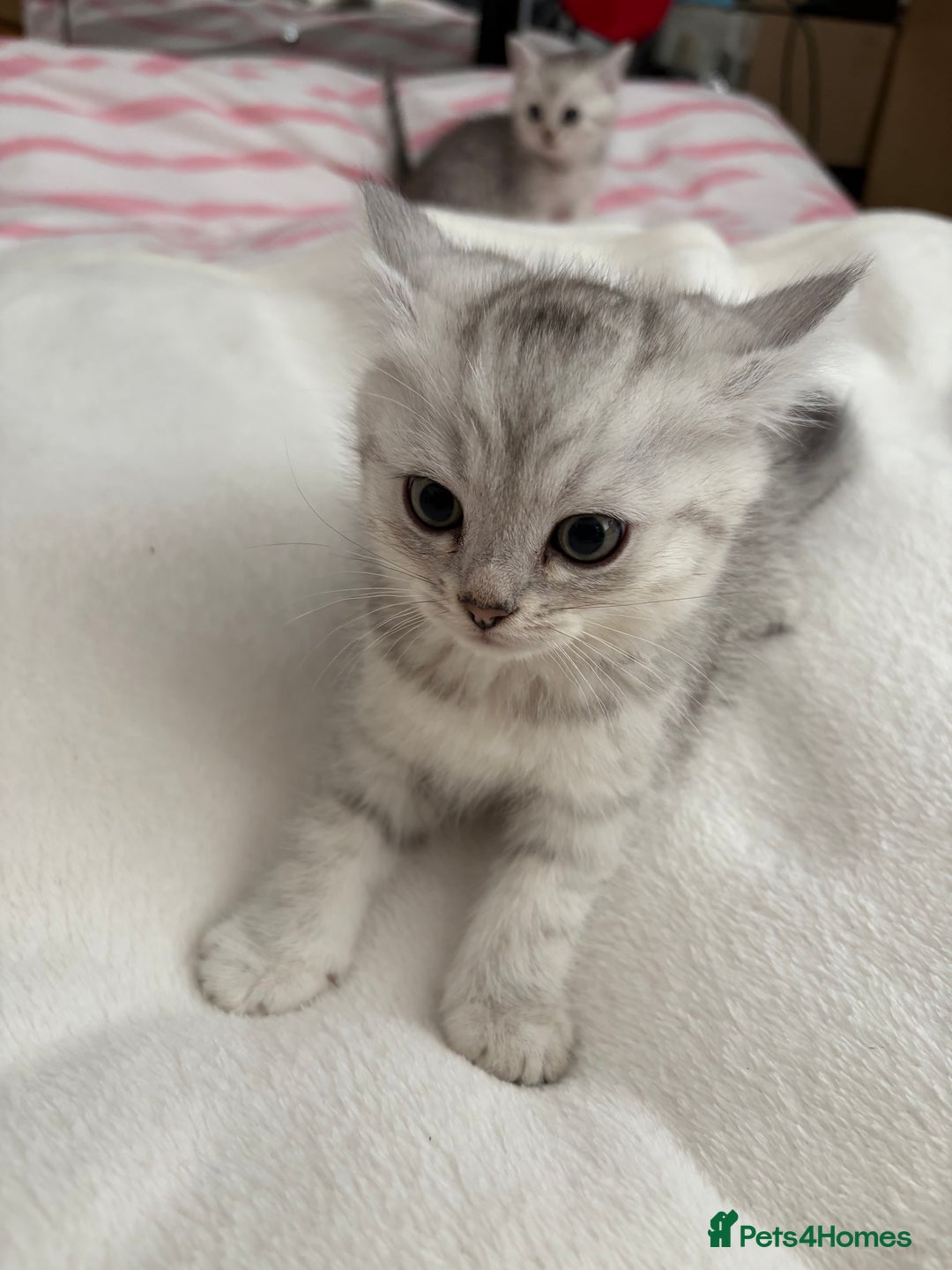 Persian cats for sale: Silver tipped chinchilla Persian/British shorthair - Image 3