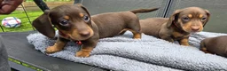 Dachshund dogs for sale: Dacshund Puppies Ready on 27/6!!! - Advert 12